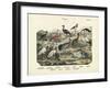 Birds, C.1860-null-Framed Giclee Print