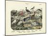 Birds, C.1860-null-Mounted Giclee Print