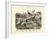 Birds, C.1860-null-Framed Giclee Print