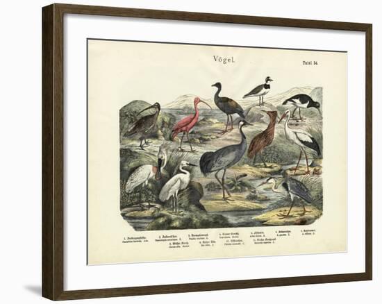 Birds, C.1860-null-Framed Giclee Print