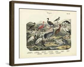 Birds, C.1860-null-Framed Giclee Print