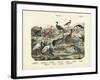 Birds, C.1860-null-Framed Giclee Print