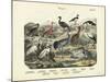 Birds, C.1860-null-Mounted Giclee Print