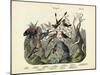 Birds, C.1860-null-Mounted Giclee Print