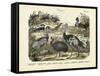 Birds, C.1860-null-Framed Stretched Canvas