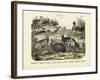 Birds, C.1860-null-Framed Giclee Print