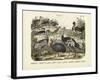 Birds, C.1860-null-Framed Giclee Print