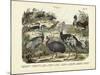 Birds, C.1860-null-Mounted Giclee Print