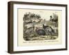 Birds, C.1860-null-Framed Giclee Print