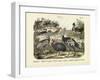 Birds, C.1860-null-Framed Giclee Print