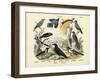 Birds, C.1860-null-Framed Giclee Print