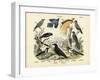 Birds, C.1860-null-Framed Giclee Print