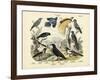 Birds, C.1860-null-Framed Giclee Print