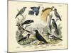 Birds, C.1860-null-Mounted Giclee Print