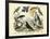 Birds, C.1860-null-Framed Giclee Print