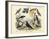 Birds, C.1860-null-Framed Giclee Print