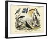 Birds, C.1860-null-Framed Giclee Print