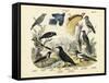 Birds, C.1860-null-Framed Stretched Canvas