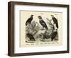 Birds, C.1860-null-Framed Giclee Print