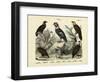 Birds, C.1860-null-Framed Giclee Print