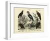 Birds, C.1860-null-Framed Giclee Print