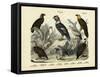 Birds, C.1860-null-Framed Stretched Canvas