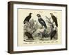 Birds, C.1860-null-Framed Giclee Print