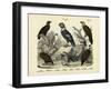 Birds, C.1860-null-Framed Giclee Print