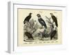 Birds, C.1860-null-Framed Giclee Print