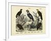 Birds, C.1860-null-Framed Giclee Print