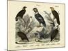 Birds, C.1860-null-Mounted Giclee Print