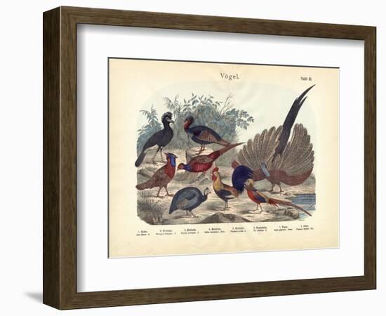 Birds, C.1860-null-Framed Giclee Print