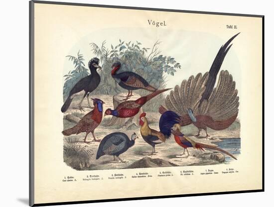 Birds, C.1860-null-Mounted Giclee Print