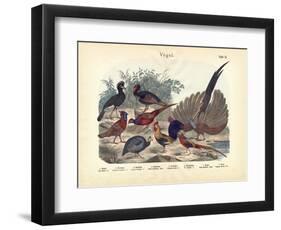 Birds, C.1860-null-Framed Premium Giclee Print