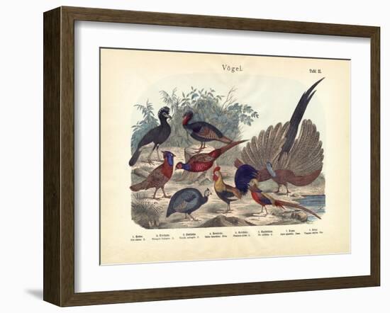 Birds, C.1860-null-Framed Giclee Print