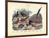 Birds, C.1860-null-Framed Giclee Print