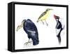 Birds: California Condor-null-Framed Stretched Canvas