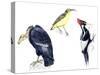 Birds: California Condor-null-Stretched Canvas