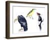 Birds: California Condor-null-Framed Giclee Print