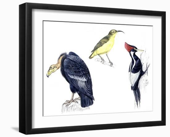Birds: California Condor-null-Framed Giclee Print