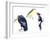 Birds: California Condor-null-Framed Giclee Print