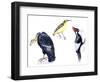 Birds: California Condor-null-Framed Giclee Print