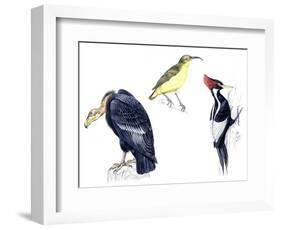 Birds: California Condor-null-Framed Giclee Print