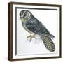 Birds: Caprimulgiformes, Australian Owlet-Nightjar (Aegotheles Cristatus)-null-Framed Giclee Print