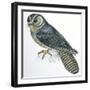 Birds: Caprimulgiformes, Australian Owlet-Nightjar (Aegotheles Cristatus)-null-Framed Giclee Print