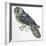 Birds: Caprimulgiformes, Australian Owlet-Nightjar (Aegotheles Cristatus)-null-Framed Giclee Print