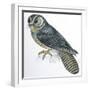 Birds: Caprimulgiformes, Australian Owlet-Nightjar (Aegotheles Cristatus)-null-Framed Giclee Print