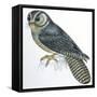 Birds: Caprimulgiformes, Australian Owlet-Nightjar (Aegotheles Cristatus)-null-Framed Stretched Canvas