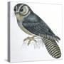 Birds: Caprimulgiformes, Australian Owlet-Nightjar (Aegotheles Cristatus)-null-Stretched Canvas