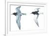 Birds: Charadriiformes: Black Tern-null-Framed Giclee Print